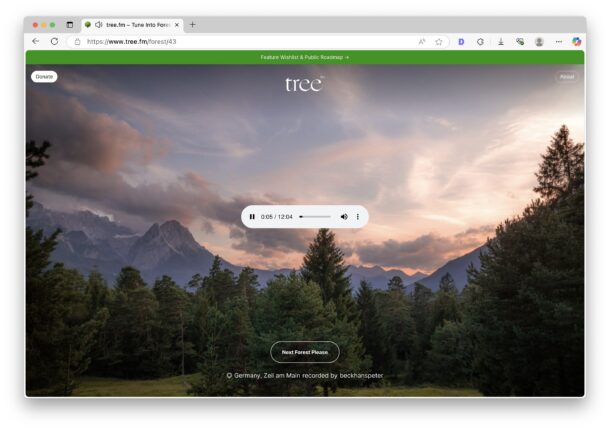 Погрузитесь в звуки лесов со всего мира с tree.fm