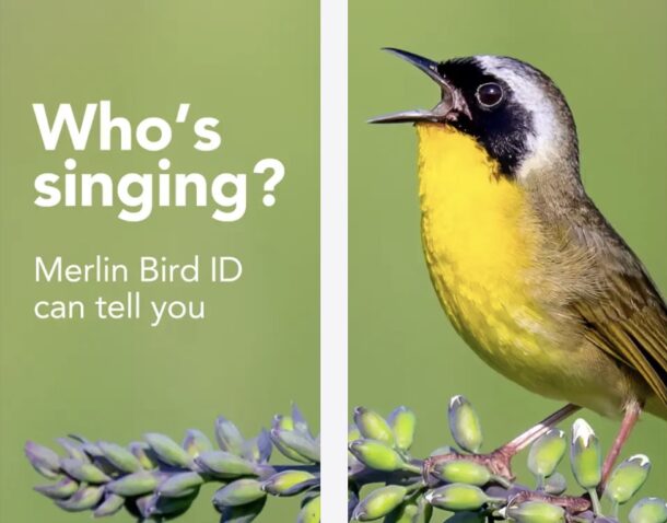 Определяем птиц по звуку или фото с помощью iPhone и Merlin